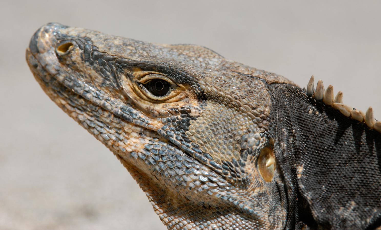 Ctenosaura similis [400 mm, 1/250 Sek. bei f / 8.0, ISO 200]